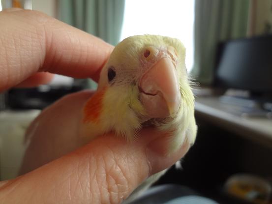 ぽぽちゃんは犬見たい