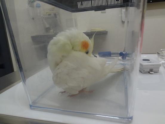 ぽぽちゃん 病院で
