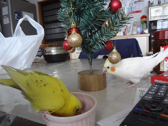 クリスマスツリーと2羽
