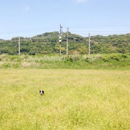 ひょっこり