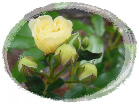 2013rose 002