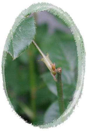 rose423 033