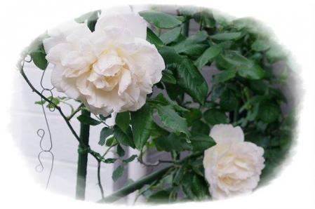 rose430 002