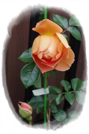 rose430 015