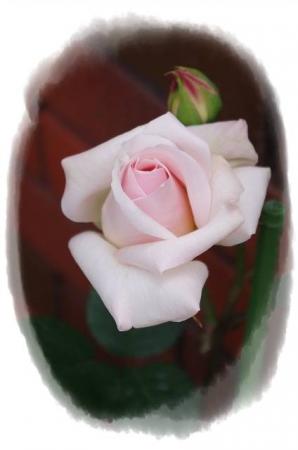 rose430 019