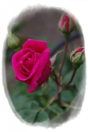 rose430 020