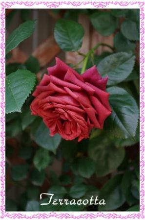 rose507 014