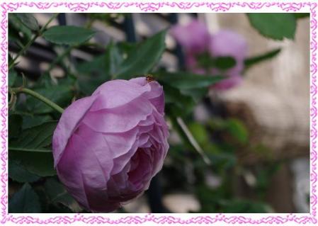 rose507 007