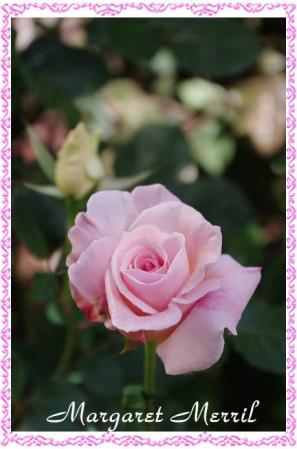 rose507 024