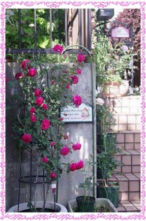 rose507 020