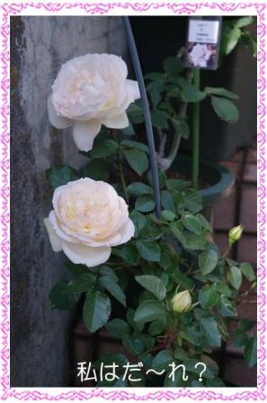 rose507 018