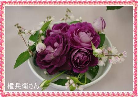 rose519 025