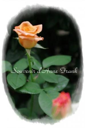 rose721 050