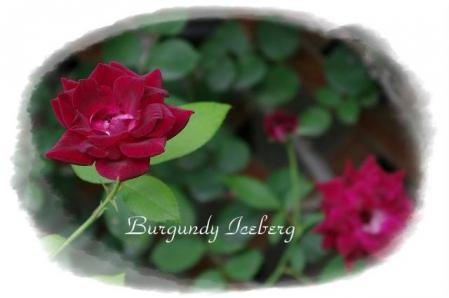 rose721 055