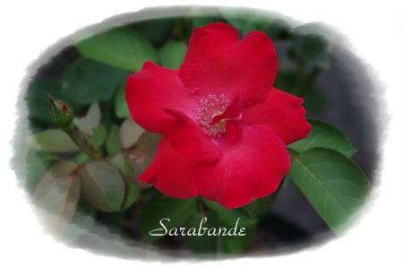 rose721 070