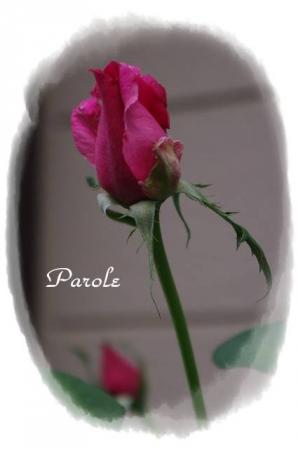 rose721 092