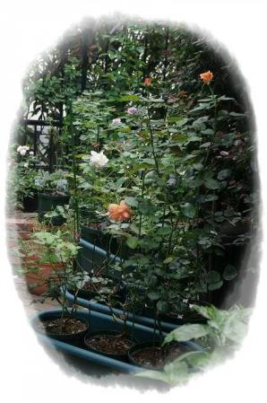 rose721 093