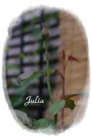 rose721 088