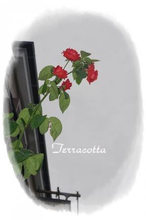 rose721 066