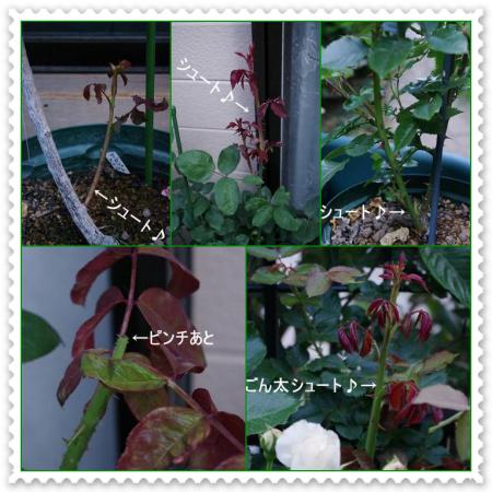 cats_20130604085607.jpg