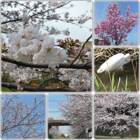 sakura_20130324180714.jpg