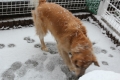 これが雪かー!