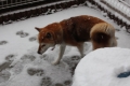 私は雪で はしゃぐ歳じゃないの。。