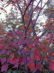紅葉