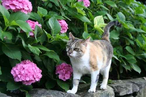 neko.jpg