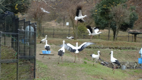 コウノトリ郷公園にて