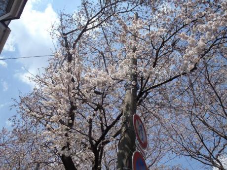 SAKURA