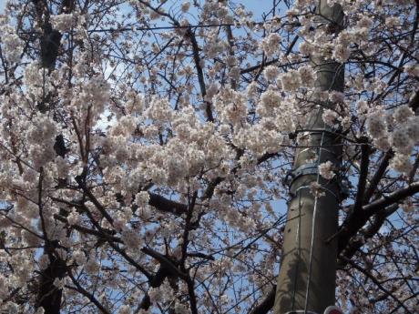 SAKURA