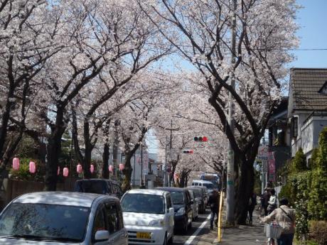 sakura