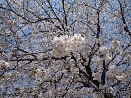 sakura