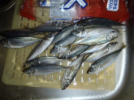 豆アジ
