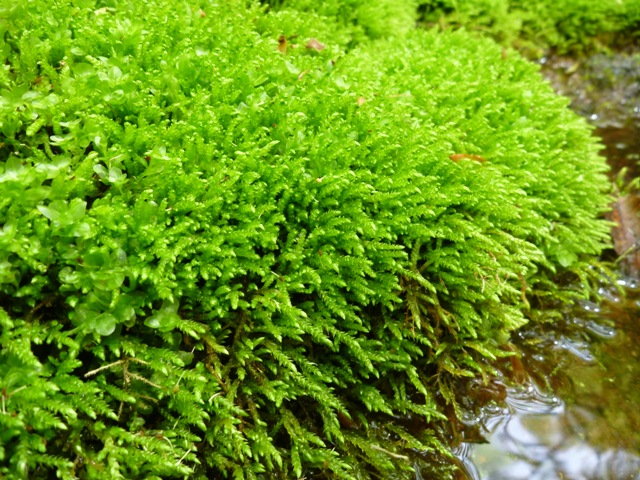 P1040981b.jpg