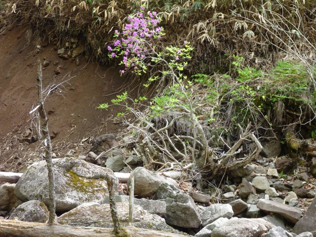 P1040986b.jpg