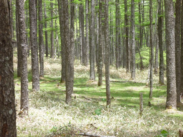 P1050001b.jpg