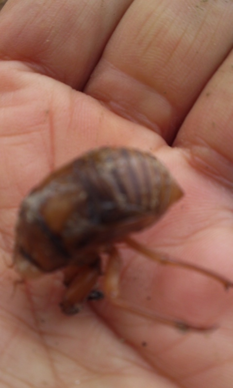 PA0_0000_20130405184228.jpg