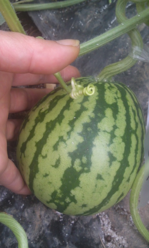PA0_0005_20130519144441.jpg