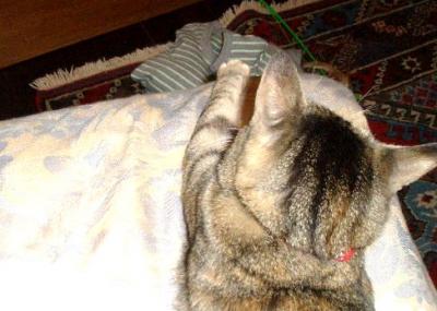zuzuzu_potori_convert_20111003223938.jpg