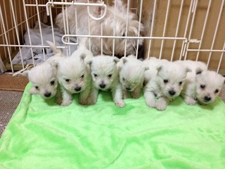 だいず子犬達