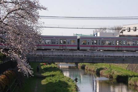 京王線と桜①