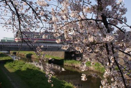 京王線と桜②