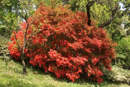 井の頭公園の躑躅