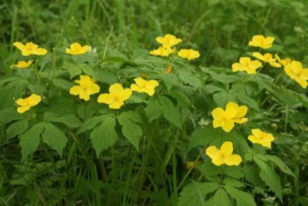 井の頭公園の山吹草