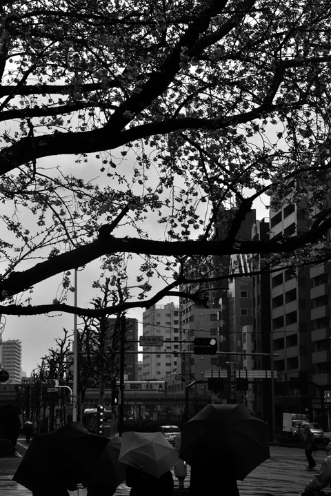 DSC_8498.jpg