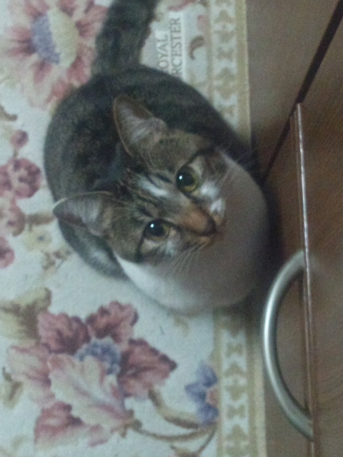モモ
