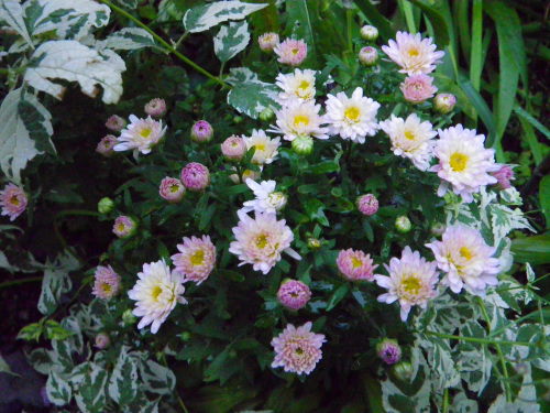 菊924