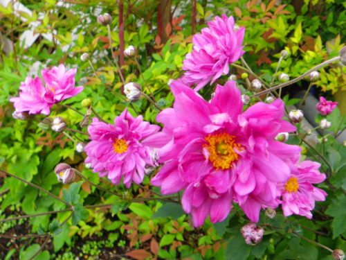 シュウメイ菊926